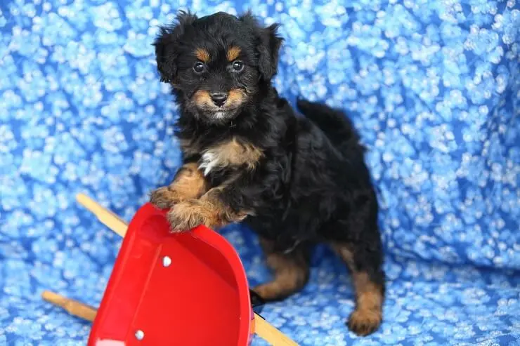 A black and brown pomapoo playing with a toy