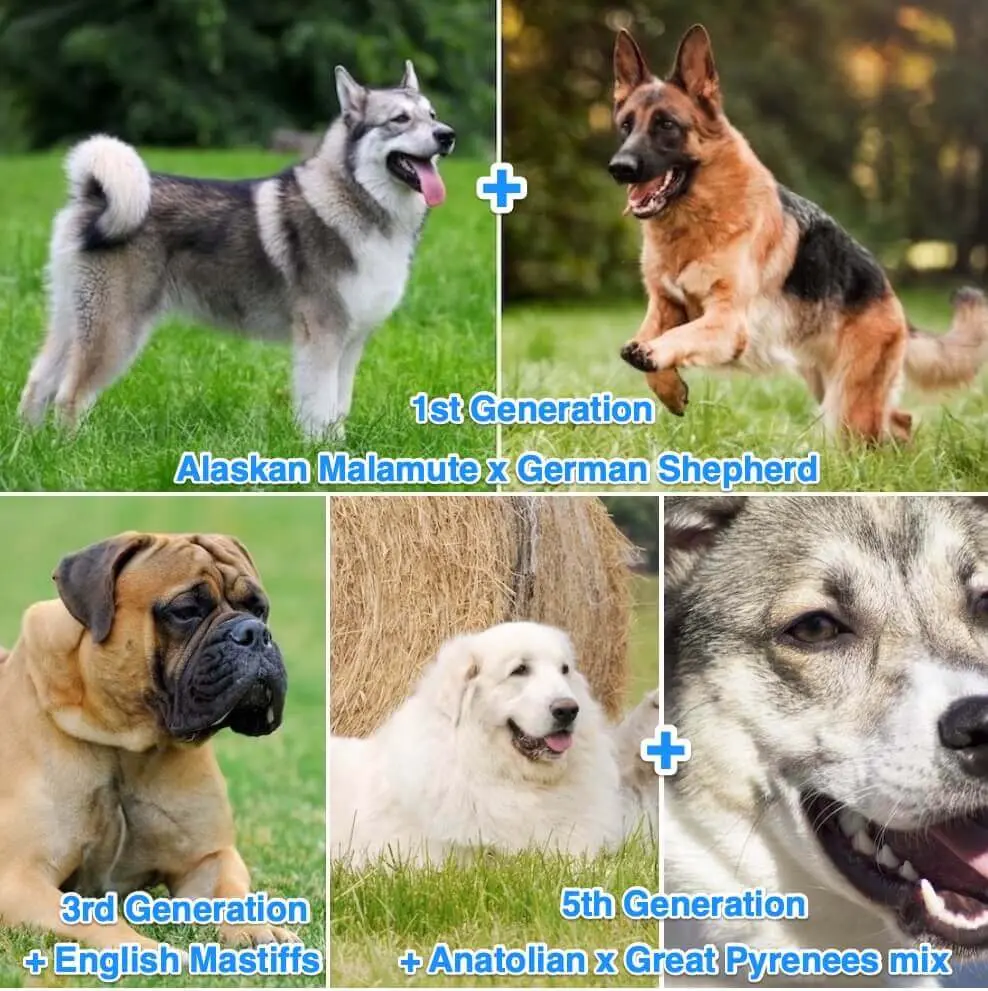 Breeding American Alsatian