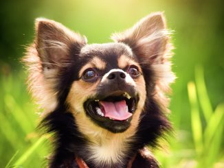 Chihuahua Names 100+ Fabulous Names For Your Little Pup Cover