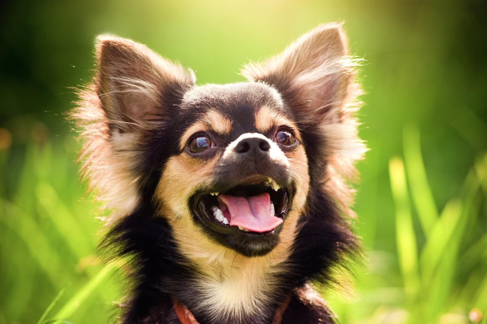 Chihuahua Names 100 Fabulous Names For Your Little Pup Perfect Dog Breeds