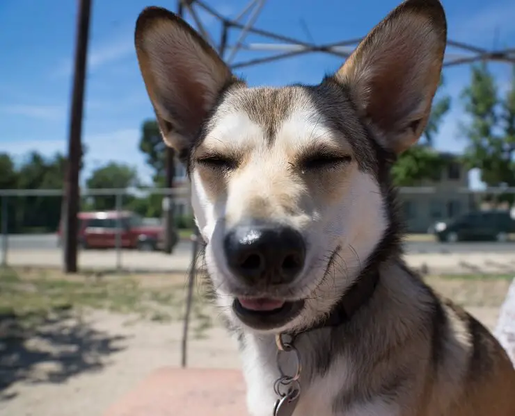 Corgi German shepherd mix squinting into the camera at a park