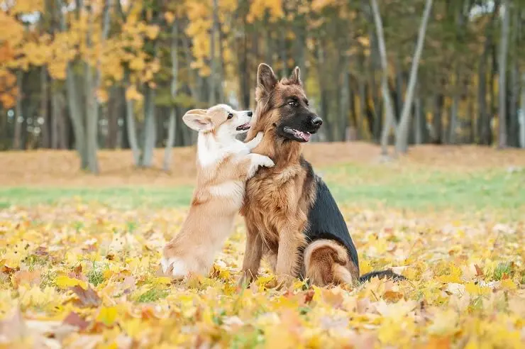 A corgi and a German shepherd playing in the leaves at a park