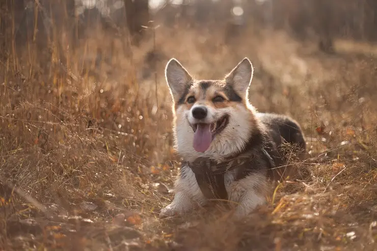 A corgi German shepherd mix sitting in tall grass