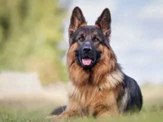 German Dog Names 250+ Greatest German Names For Your Pooch Cover