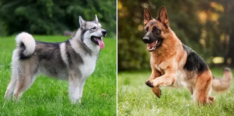 German Shepherd and Malamute