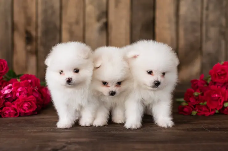 Three white pomapoos huddling together near some flowers