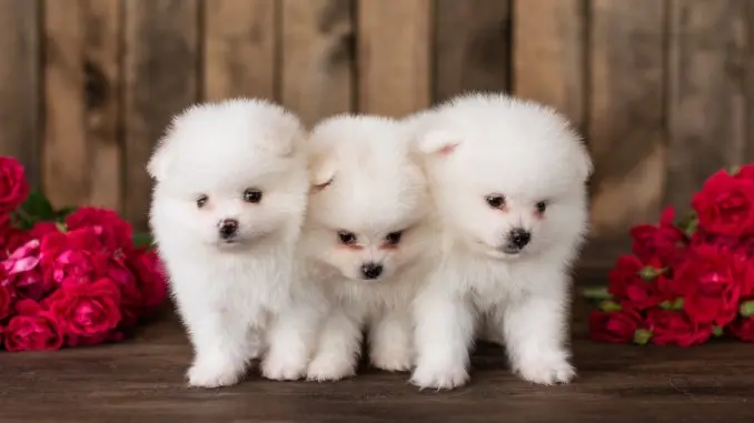 Pomapoo Everything To Know About This Teddy Bear Mix Cover