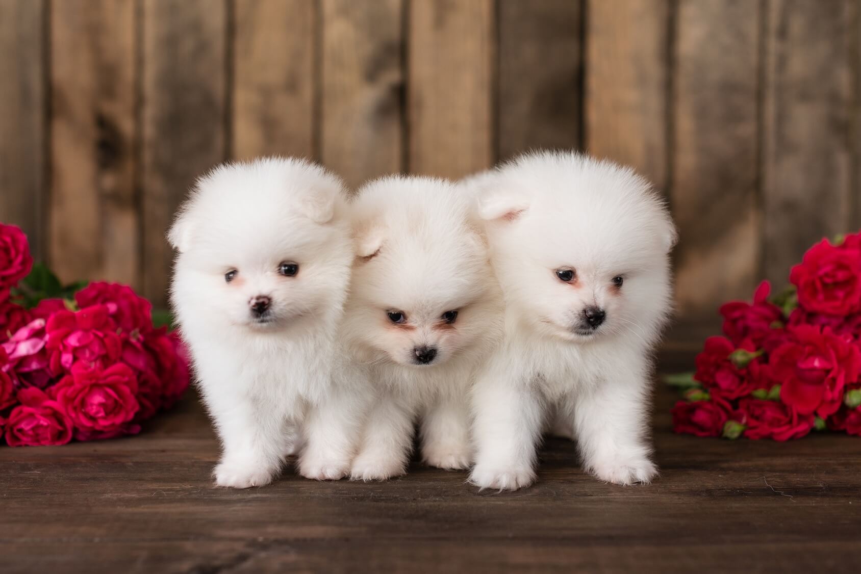 pomeranian poodle mix dog