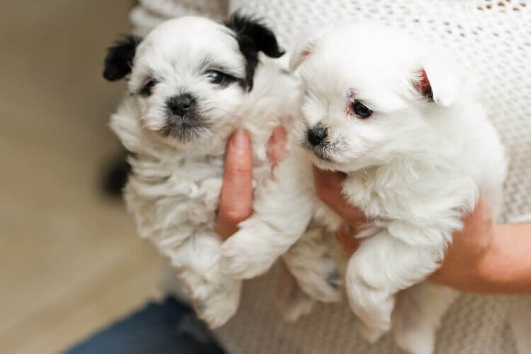 Two pomapoo puppies being held