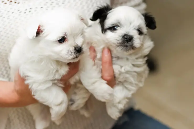 Two small pomapoos being held by their owner