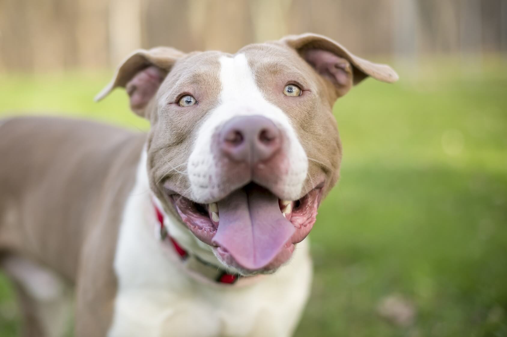 name for white pitbull