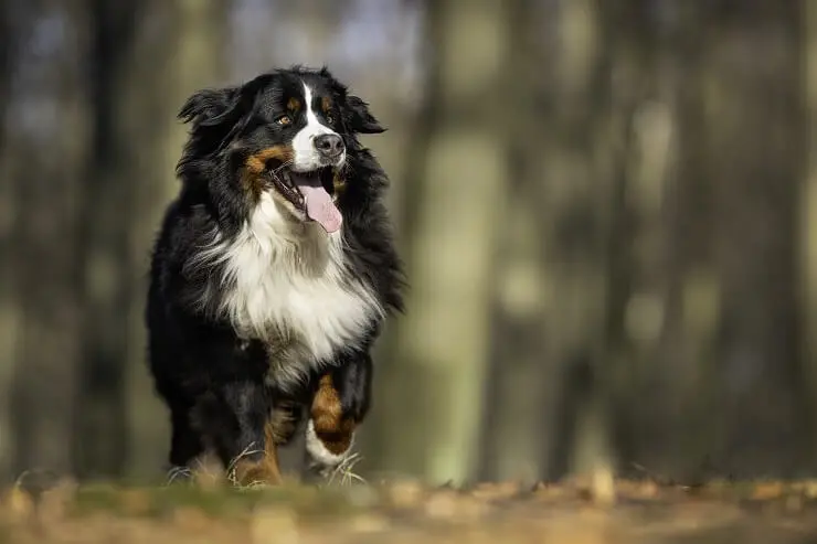 A Bernese Mountain Dog