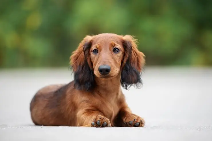 Long Haired Dachshund Care Guide Colors Temperament And More