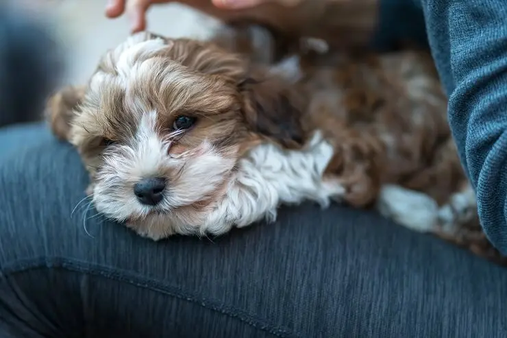 are bones easily digested by a havanese