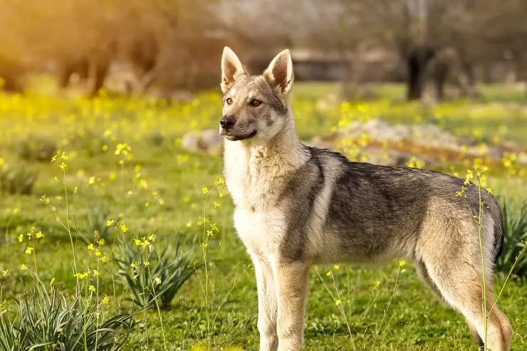 grey wolf german shepherd hybrid