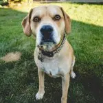 Beagle Lab Mix