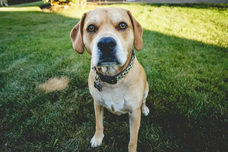 labrador retriever & beagle mix