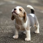 Beagle Puppy