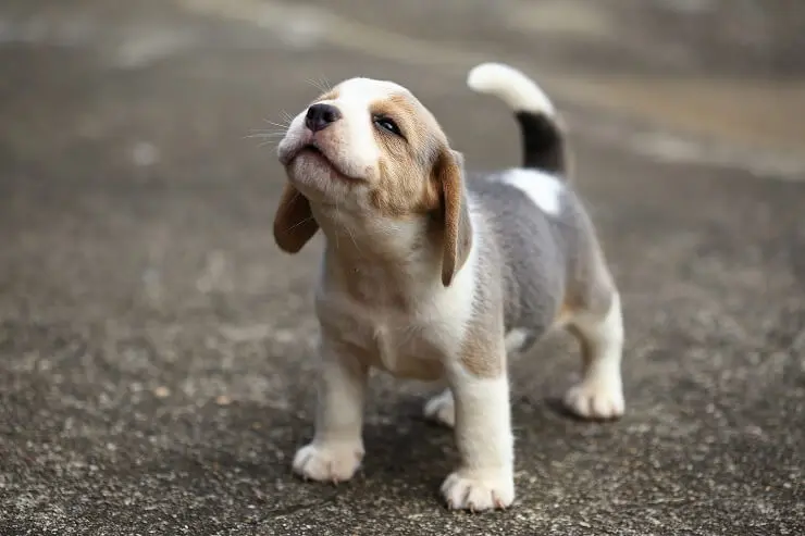 Beagle Lab Mix Care Guide Playful Menace Or Sweet Family Dog