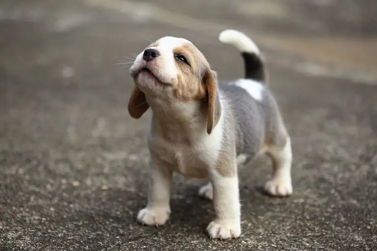 beagle lab puppies for sale