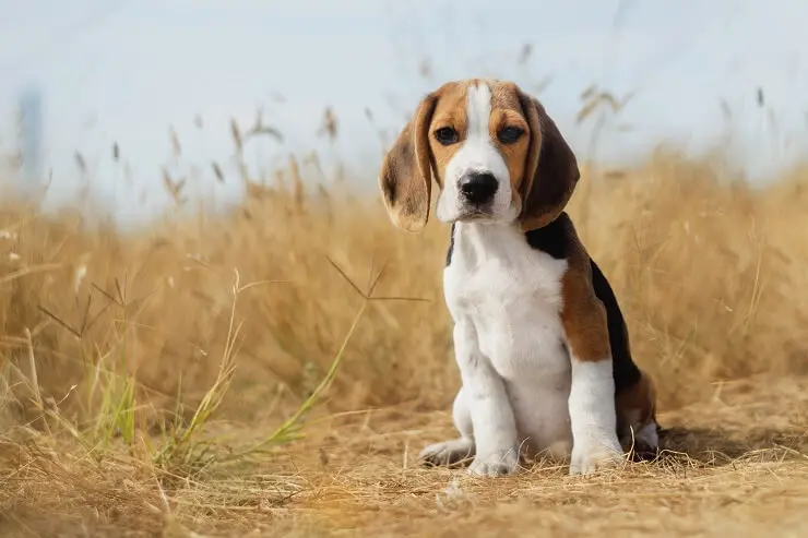 Beagle Lab Mix Care Guide Playful Menace Or Sweet Family Dog?