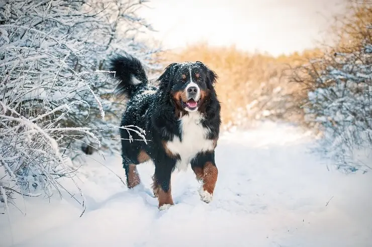 Berner in Snow