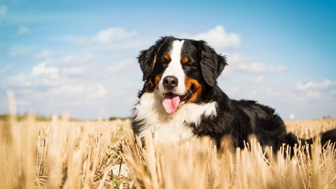 Bernese Mountain Dog Care Guide The Ultimate Forever Puppy Cover