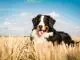 Bernese Mountain Dog Care Guide The Ultimate Forever Puppy Cover