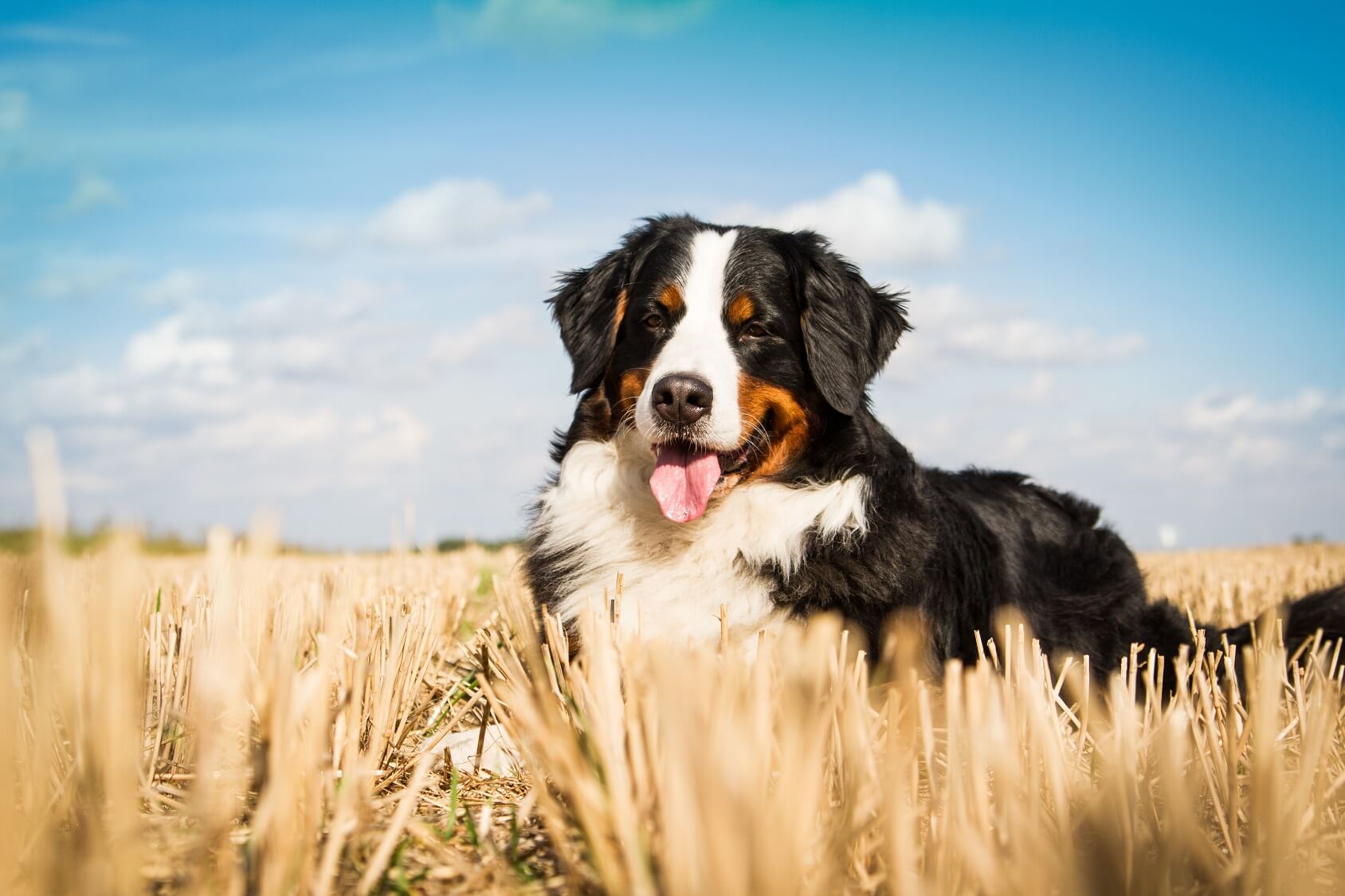 bernese mountain dog puppy biting