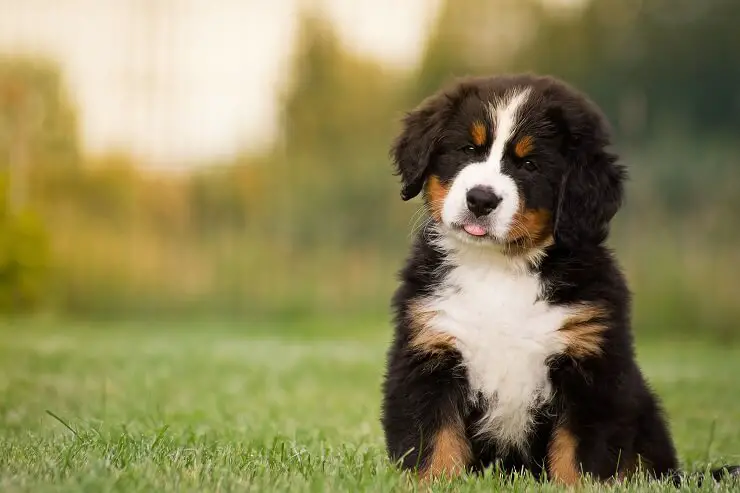 bernese mountain puppy price