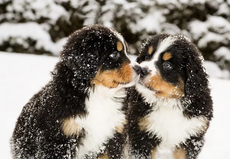 Bernese Mountain Pup