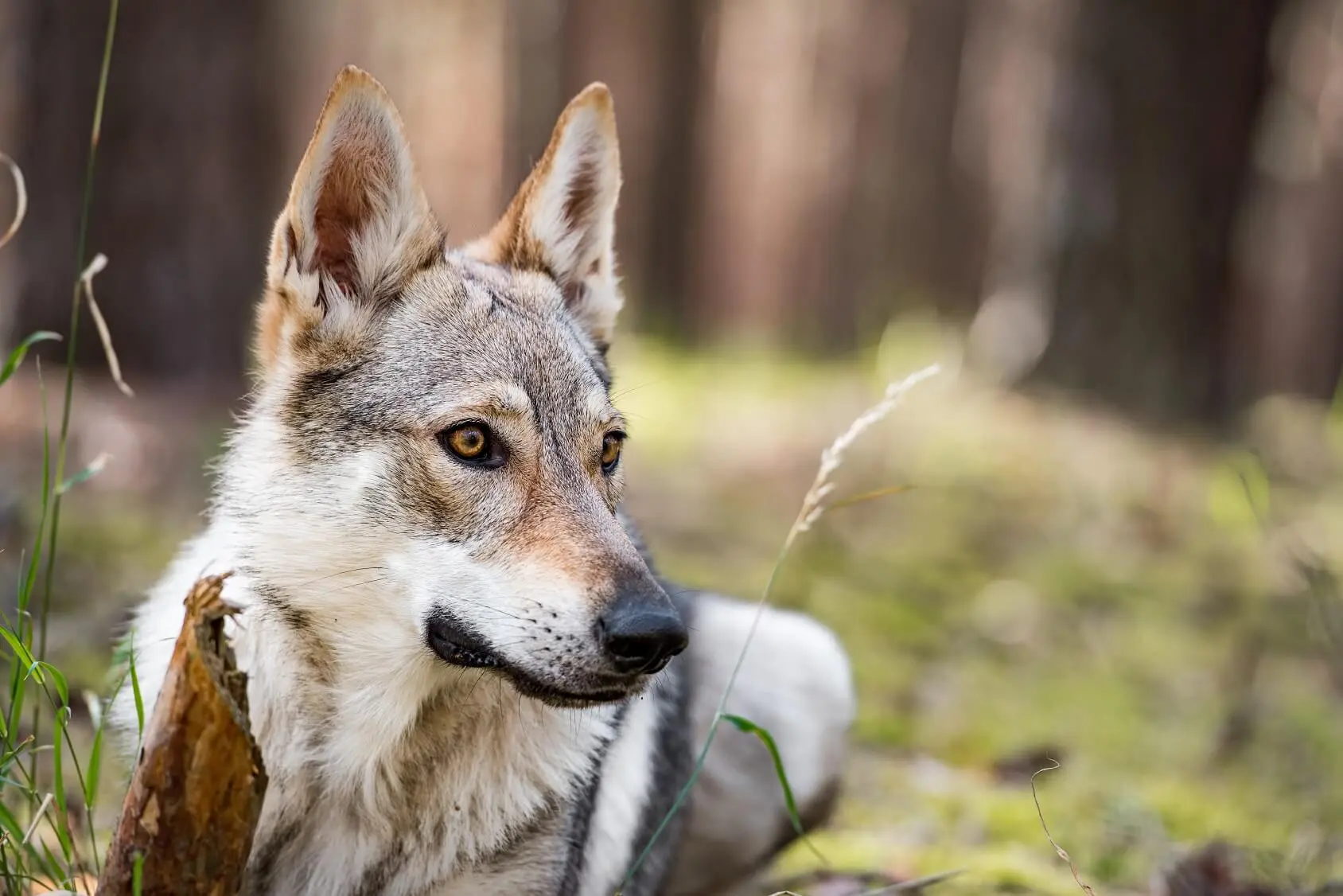 Timber Wolf German Shepherd Puppies