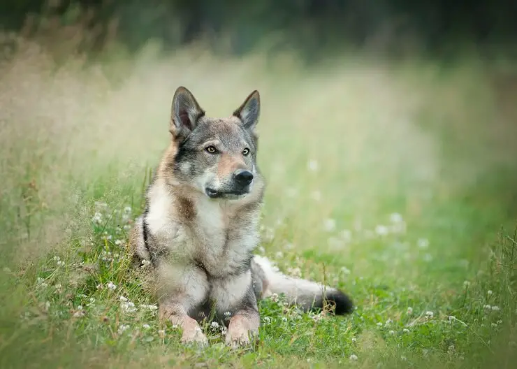 timberwolf shepherd mix