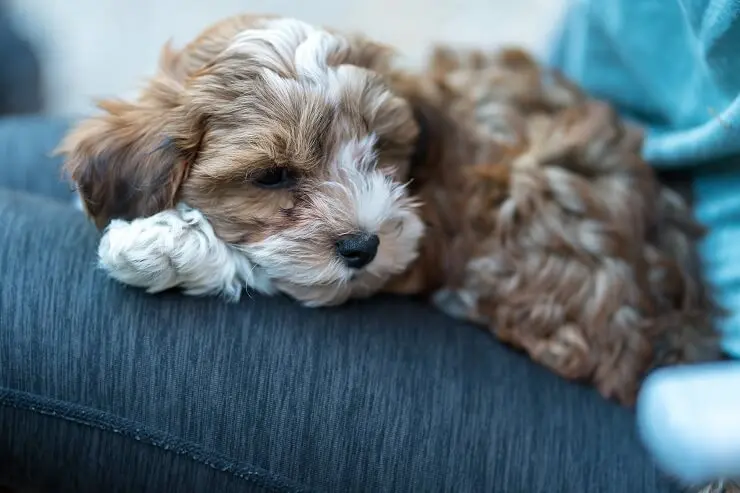 Havanese and a Poodle Mix
