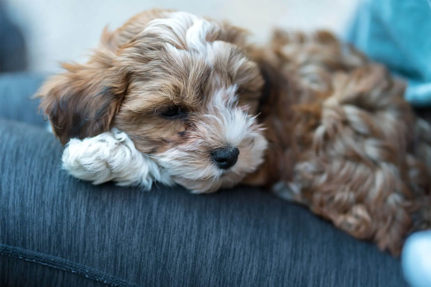 havanese and poodle mix dog