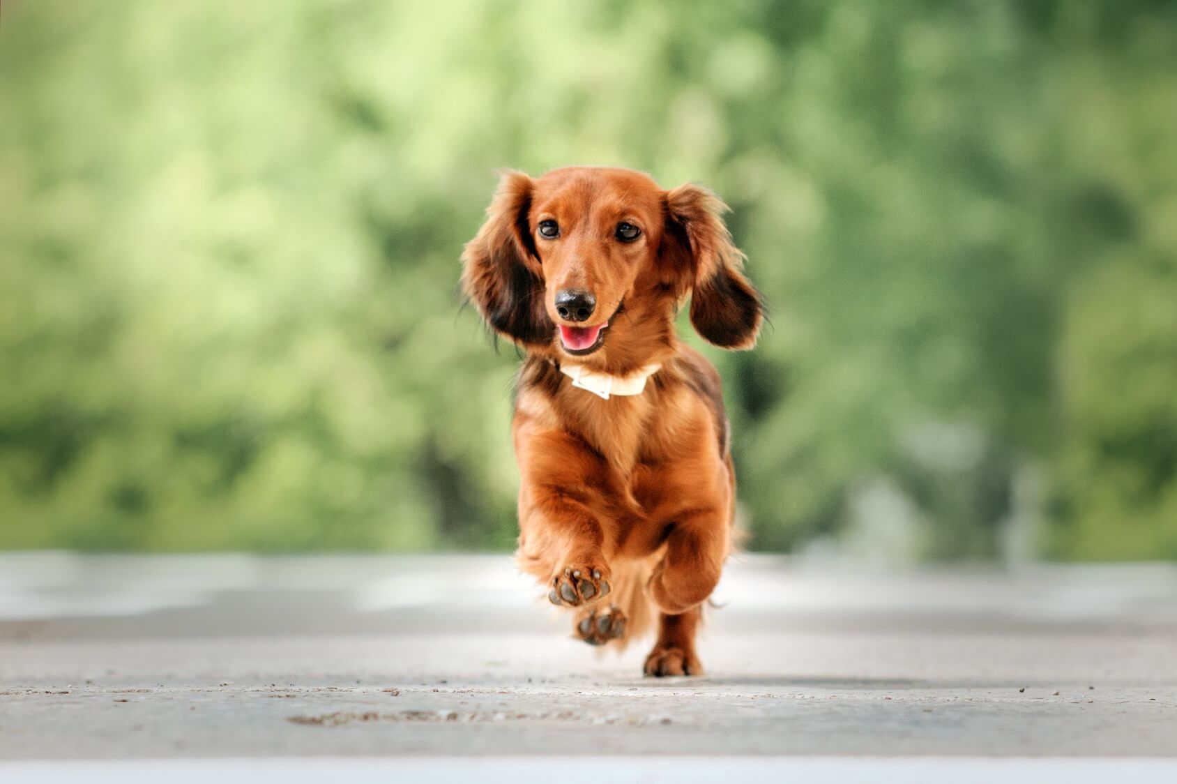 different colored dachshunds