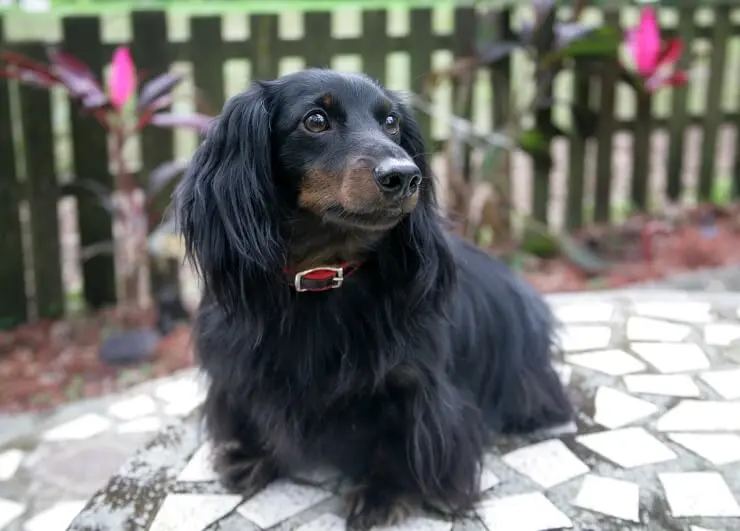 Long Haired Dachshund