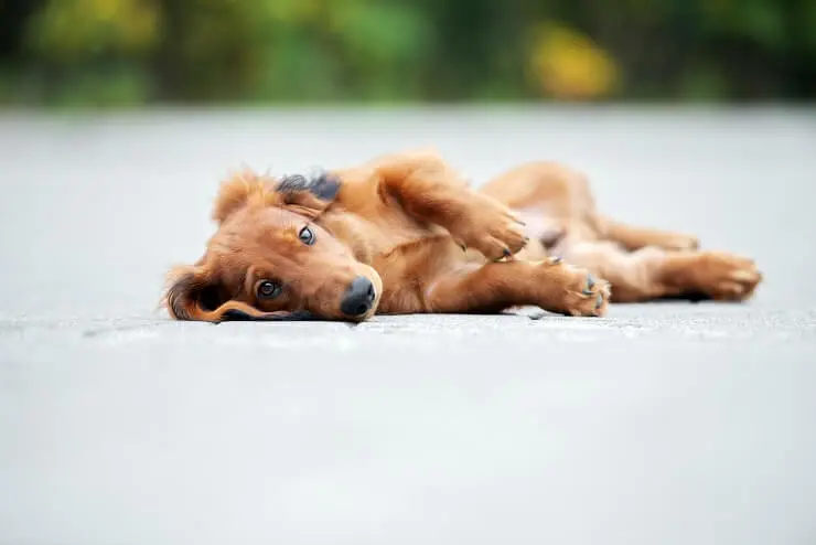 Lying Down Dachshund