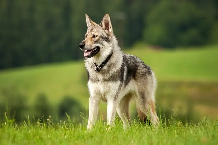 part wolf part german shepherd