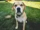 The Beagle Lab Mix Care Guide Playful Menace or Sweet Family Dog Cover