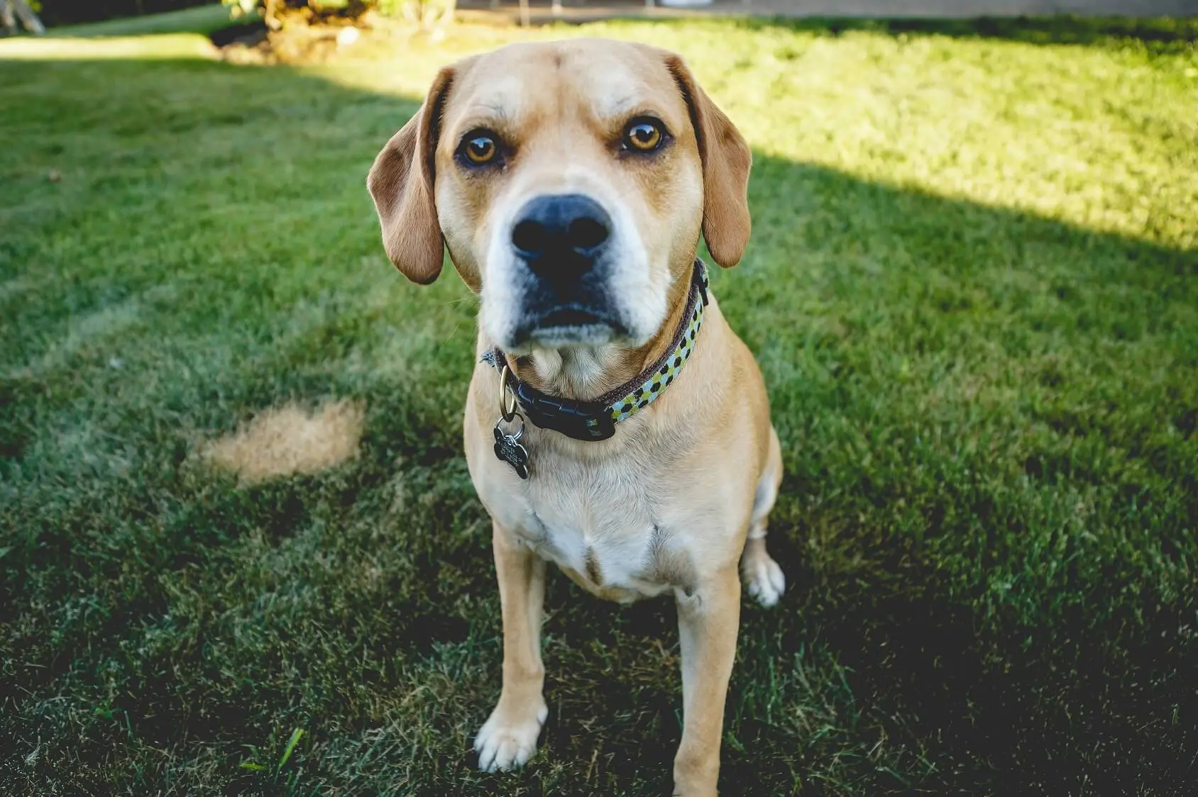 beagle lab cross