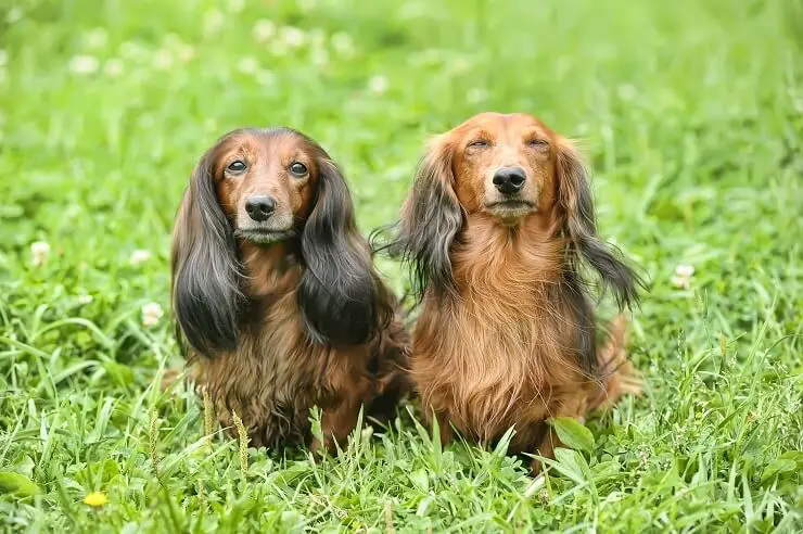 silky long haired dachshund