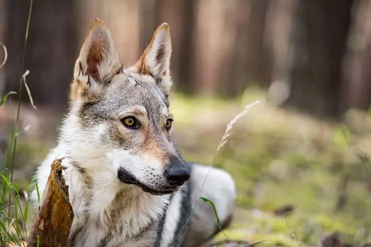 Wolf Mixed With German Shepherd