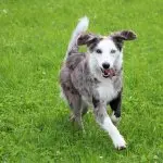 A Border Collie Mixed with Australian Shepherd