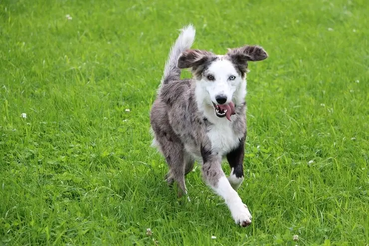 Border Collie Australian Shepherd Mix Everything You Need To Know Perfect Dog Breeds