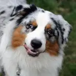 A Mixed Australian Shepherd