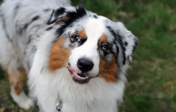 bearded collie australian shepherd mix