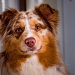 An Border Collie Australian Shepherd Mix