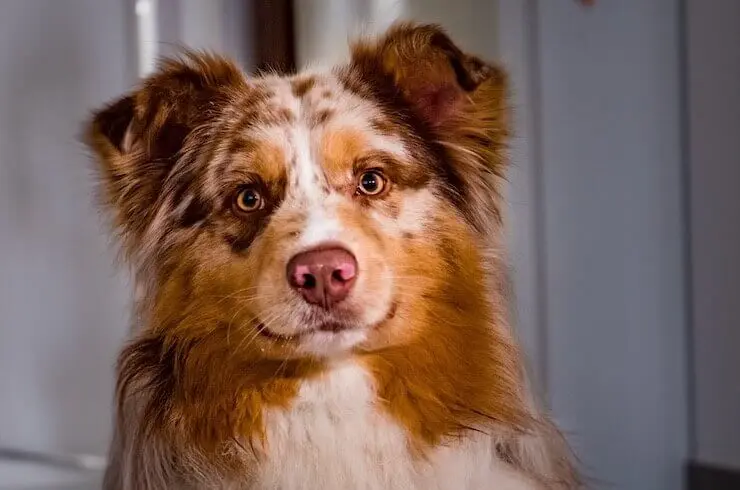 australian red border collie for sale