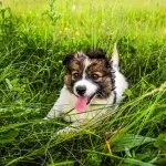 Border Collie Australian Shepherd Mix Everything You Need To Know Cover